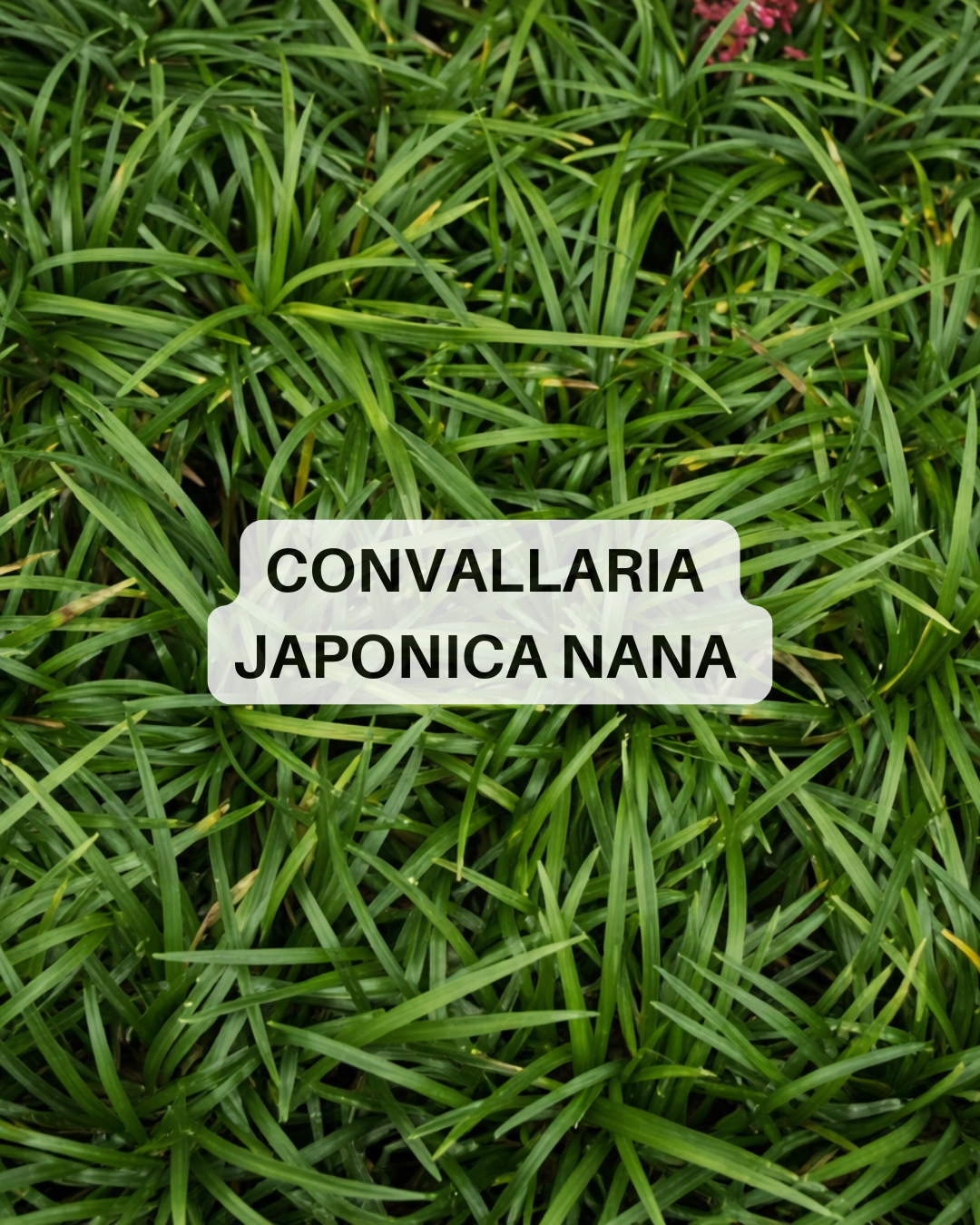 Immagine diapositiva