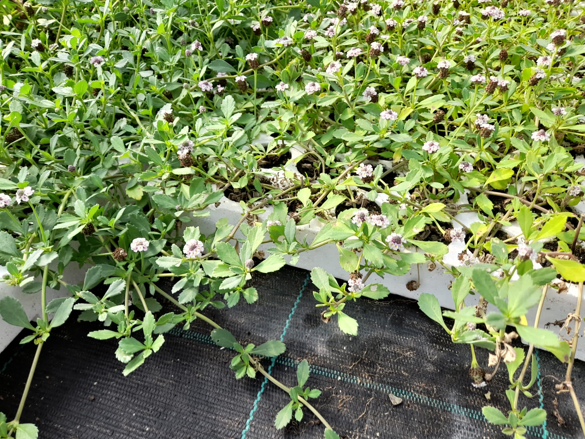 Prato di Lippia Nodiflora - Poca acqua e poca manutenzione