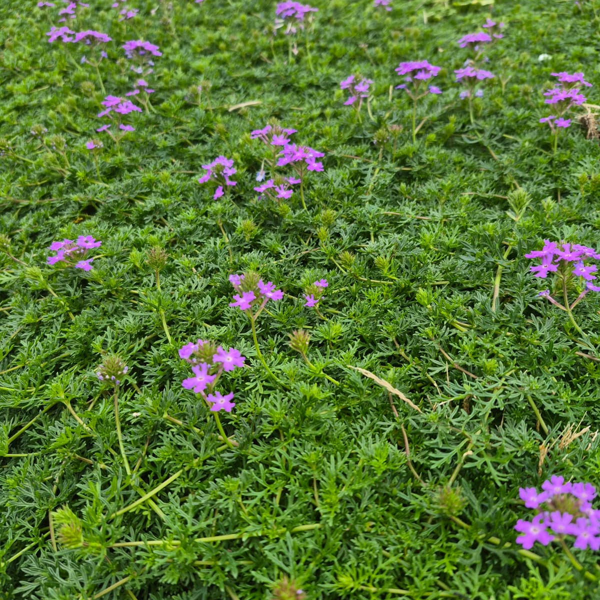 Prato di Verbena Hybrida (Glandularia Aristigera) – Bassa manutenzione e basso fabbisogno idrico - Disponibile a fine Maggio 26