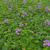 Prato di Verbena Hybrida (Glandularia Aristigera) – Bassa manutenzione e basso fabbisogno idrico