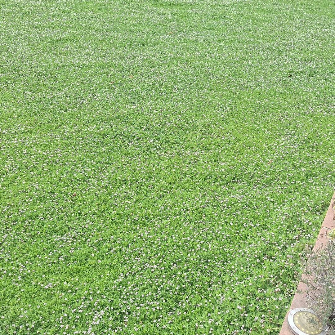 Prato di Lippia Nodiflora - Poca acqua e poca manutenzione
